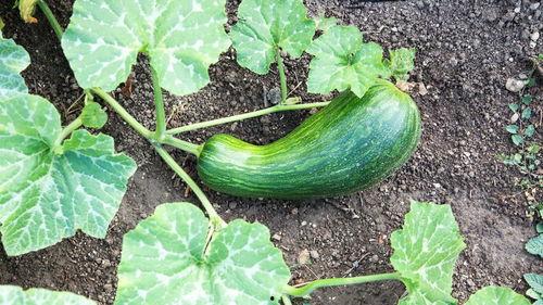 产妇怎么吃瓠瓜