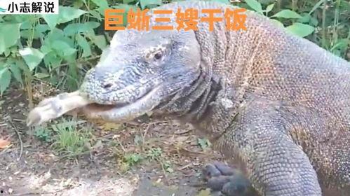 巨蜥被人吃瓜,揭秘人类对珍稀物种的疯狂食用现象