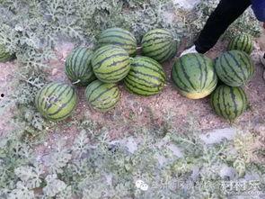 野外吃土瓜,土瓜美食之旅