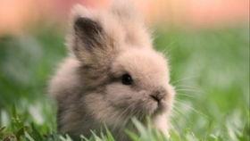 兔子吃瓜动画,趣味横生的夏日动画之旅