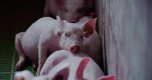 猪可可夏日吃瓜,猪可可夏日畅享清凉瓜果时光