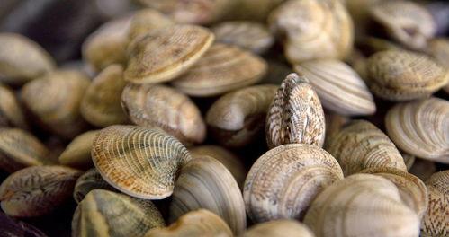 吃蛤蜊可以吃哈密瓜吗