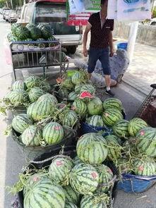 增城新塘吃瓜事件,一场网络热议背后的真相揭秘