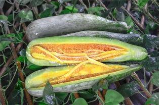 网红安安吃瓜,揭秘网红幕后生活点滴