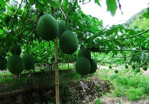 经期可以吃吊瓜,吊瓜助力女性健康调理